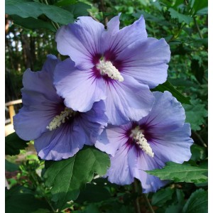 Саженец гибискуса Блю Сатин (Blue Satin)