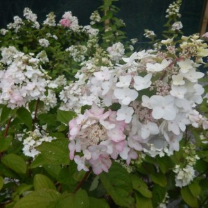 Саженец гортензии метельчатой Мега Минди (Mega Mindy)