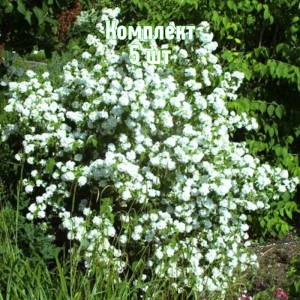 Комплект 5шт / Чубушник (жасмин садовый) Букет Бланк