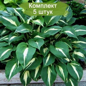 Саженцы хосты Найт Бефо Крисмас (Night Before Christmas) -  комплект 5 шт.