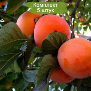 Саженцы хурмы Россиянка -  комплект 5 шт.