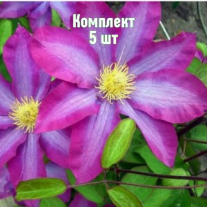 Комплект 5шт / Клематис Какио