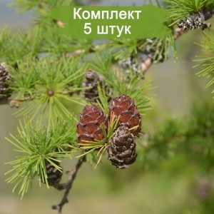 Саженцы лиственницы Сибирской от 150 см -  комплект 5 шт.