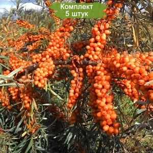 Саженцы облепихи Алтайская -  комплект 5 шт.