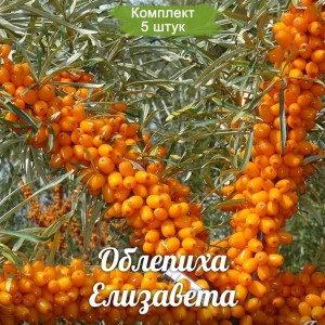 Саженцы облепихи Елизавета -  комплект 5 шт.