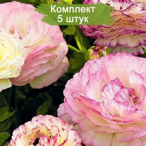 Саженцы ранункулюса Биколор -  комплект 5 шт.