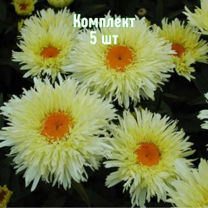 Комплект 5шт / Ромашка (нивяник) Голдрауш