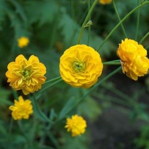 Корневище ранункулюса Акрис