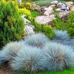 Саженец овсяницы сизой Фредди (Freddy)