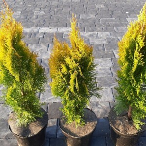 Саженец Туи Смарагд до 20 см