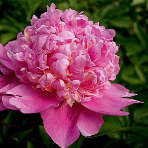 Саженец пиона Олимпиада 80