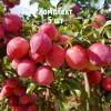 Комплект 5шт / Алыча Оленька (Средняя/Красная)